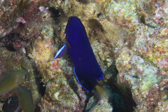 Centropyge fisheri