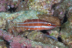 Oxycheilinus digramma