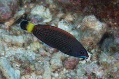 Pseudodax moluccanus