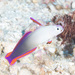 Decorated Dartfish - Photo (c) Mark Rosenstein, some rights reserved (CC BY-NC-SA), uploaded by Mark Rosenstein