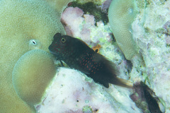 Cirripectes stigmaticus