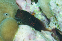 Cirripectes stigmaticus