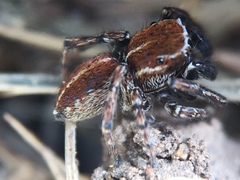 Attinella dorsata