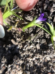 Githopsis specularioides