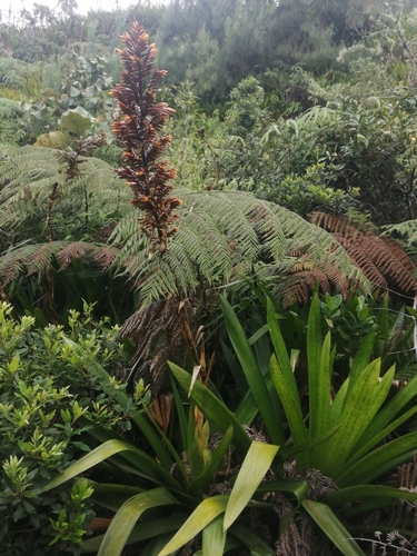 Cipuropsis hospitalis (Cipuropsis hospitalis)