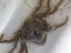 Halicarcinus