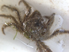 Halicarcinus