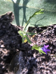 Githopsis specularioides