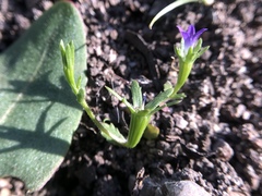 Githopsis specularioides