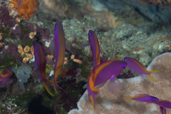 Mirolabrichthys tuka