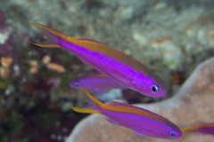 Mirolabrichthys tuka