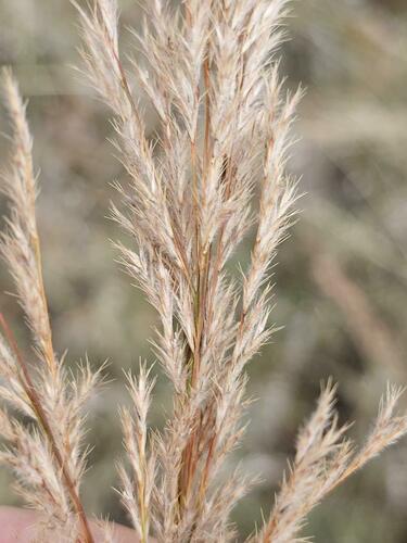 Triraphis andropogonoides