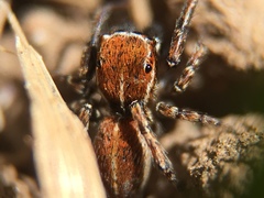 Attinella dorsata