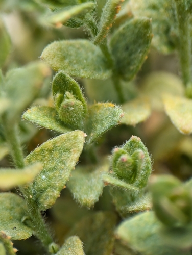 Cressa truxillensis