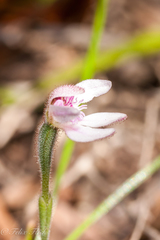 Caladenia nana