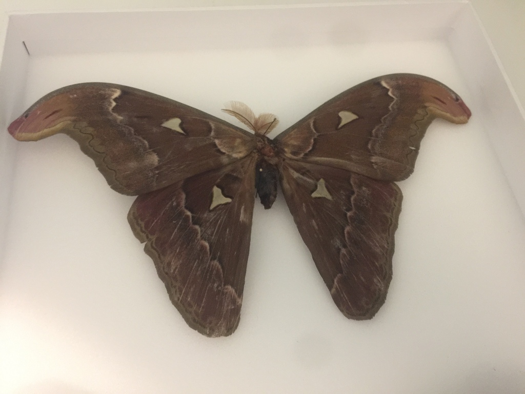 Attacus soembanus