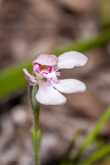 Caladenia nana