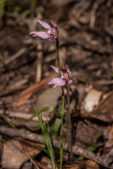 Caladenia nana