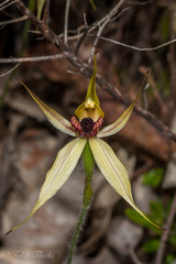 Caladenia macrostylis