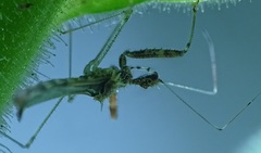 Bactrodes spinulosus