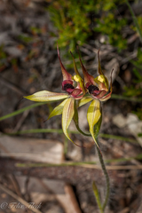 Caladenia macrostylis