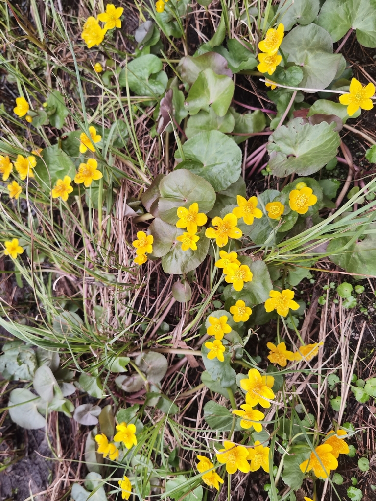 marsh marigold from Демянск, Новгородская область, Россия on May 13 ...