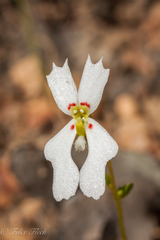 Stylidium androsaceum