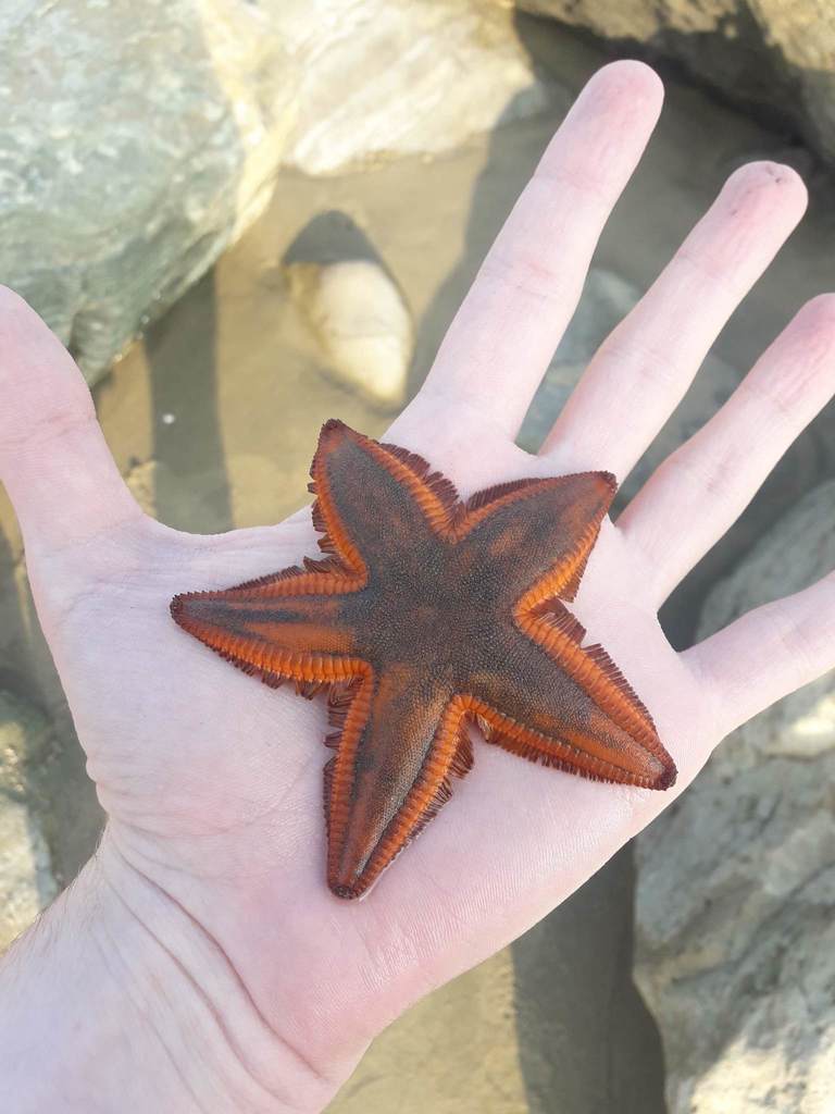 Astropecten regalis