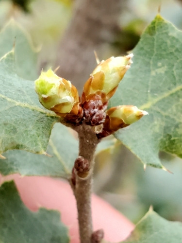 Quercus berberidifolia × john-tuckeri