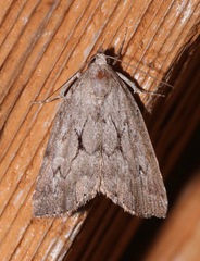 Cutina albopunctella