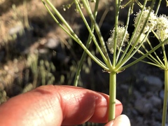 Perideridia californica