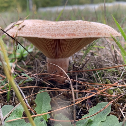 saffron milkcap