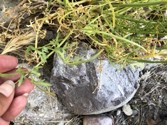 Perideridia californica