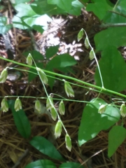 Melica mutica