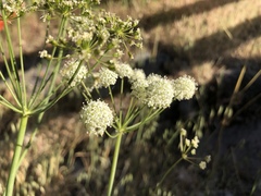 Perideridia californica