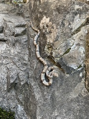 Trimorphodon vilkinsonii