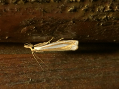 Crambus laqueatellus