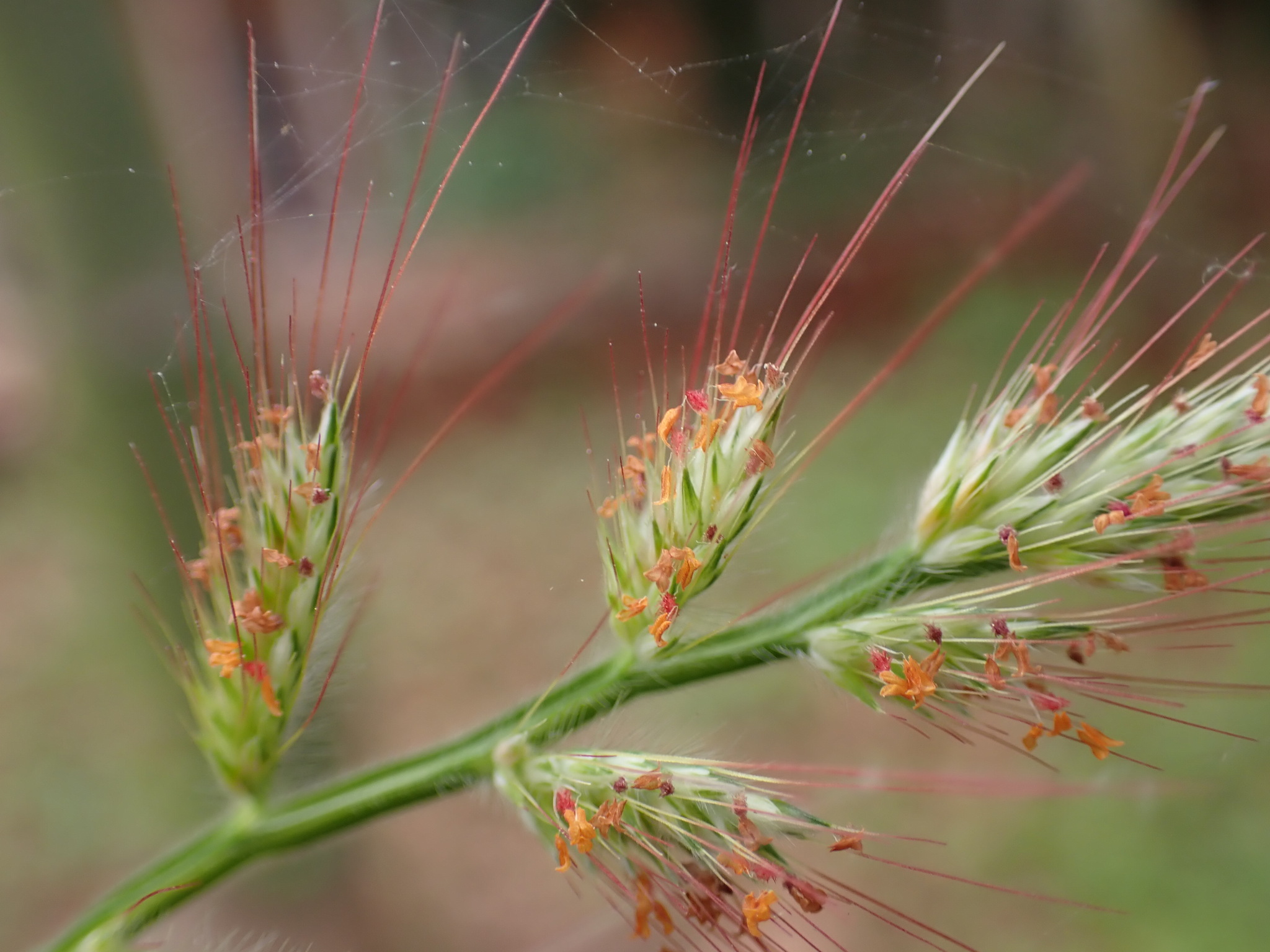 Oplismenus Burmanni (Oplismenus burmanni)