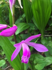 Bletilla striata
