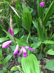 Bletilla striata