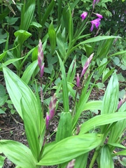 Bletilla striata