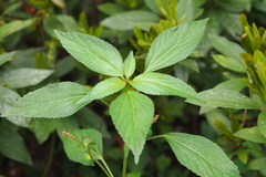 Acalypha australis
