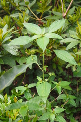 Acalypha australis