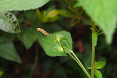 Acalypha australis