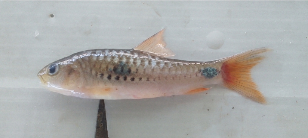 African redfin barb (Enteromius camptacanthus) — Cyprinidae