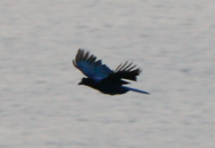 Cyanocorax caeruleus