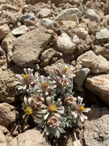 Townsendia spathulata, photograph 3