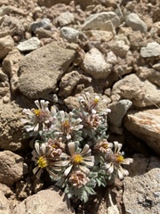 Townsendia spathulata, photograph author not stated, no rights reserved