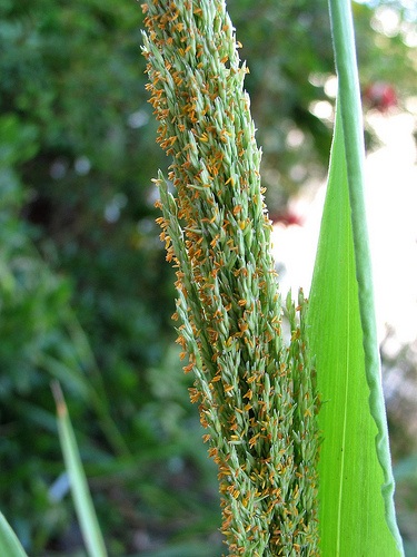 Panicum niihauense