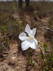 None (Tachiadenus)